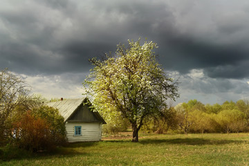 An old log cabin andand flowering fruit trees.. Vintage retro view in the countryside. Ukrainian village.