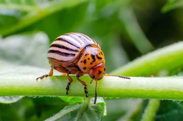 Colorado potato beetle crawling on the branches of potato