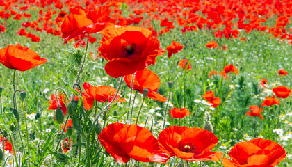Summer feeling: Detailed close-up of red poppy blossoms in the summer