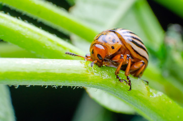 Colorado potato beetle eats green potato leaves