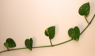 Efeu Ranke Wand