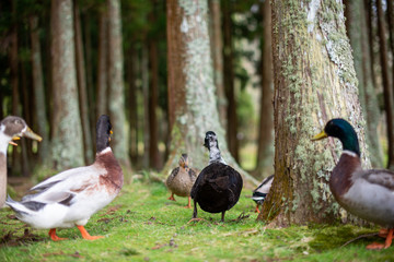 Happy ducks feeding in the Azorean forest in Furnas, Sao Miguel Island, Azores, Portugal