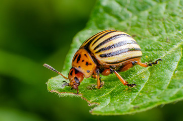 Colorado potato beetle crawling on potato leaves