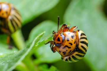 Colorado potato beetle eats green potato leaves