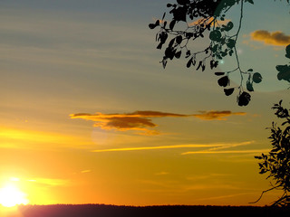 Sunset horizon silhouette branch landscape.