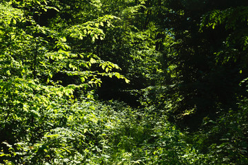 Green wild vegetation in a woodland