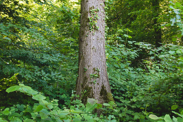 Green wild vegetation in the springtime forest