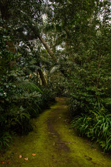 Trail leading to somewhere in Parque Terra Nostra, Furnas, Sao Miguel Island, Azores, Portugal