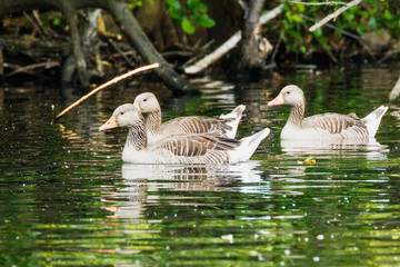 Drei Grangänse schwimmen auf einem See