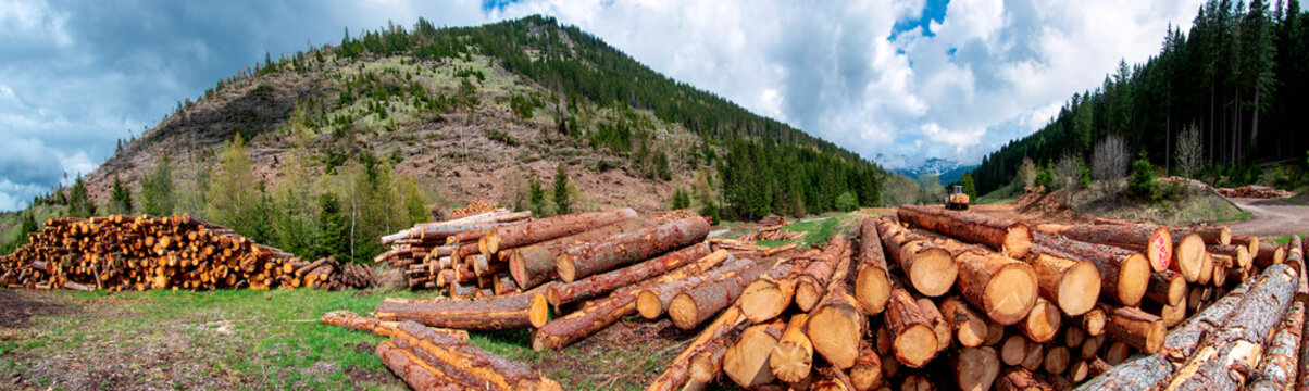 Alberi abbattuti dalla tempesta Vaia