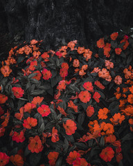 Red and orange flowers 