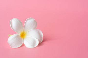 Beautiful white Plumeria flower on pink background