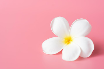 Beautiful white Plumeria flower on pink background