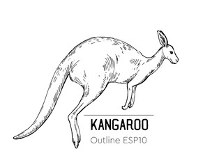 Sketch of a kangaroo. Hand drawn illustration converted to vector