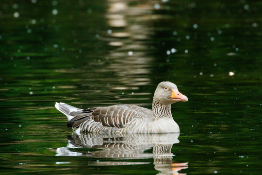 Gans schwimmt auf Wasser