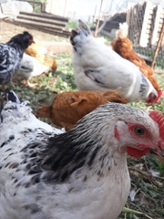hen and chickens