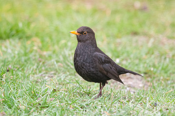 Amsel