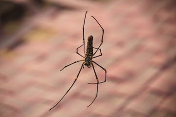 spider different prespective