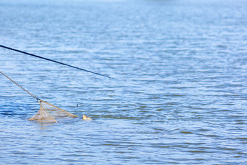 Fisherman using dip net for freshwater fishing. Catching carp. Leisure and hobby fishing concept.