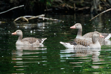 Graugänse schwimmen auf einem See mit Reflektionen im Wasser