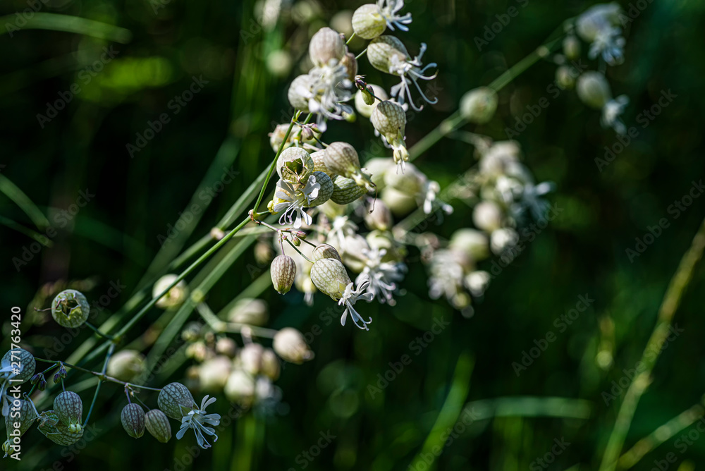 Wall mural Silene vulgaris L