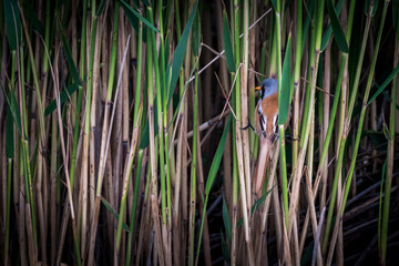 Obraz premium Close up of rare isolated Bearded Reedling mature male bird in the wild- Danube Delta Romania