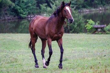 Pretty Bay Thoroughbred horse cantering in the field