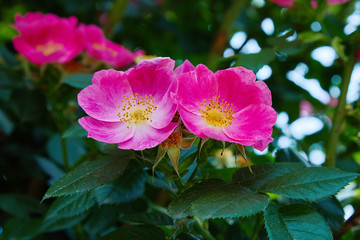 Flower of vivid pink dog-rose (Rosa canina) growing in nature Hipshop, Pink rose hips, Flowering briar. 