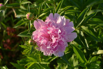 Obraz premium Terry peony in the form of a rose. Silver-mauve, more intense in the center.