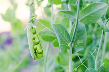 Pods of green peas grow on the garden