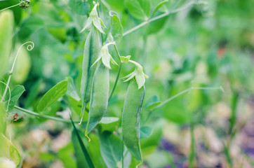 Pods of green peas grow on the garden
