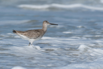 Willet searching for food