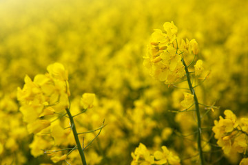 Obraz premium Rape flowers isolated on a yellow blur background.