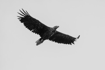 Isolated single white tail eagle soaring in the sky- Danube Delta Romania