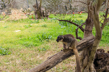 lemur on a tree 