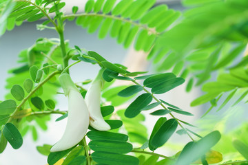 White hummingbird tree flowers