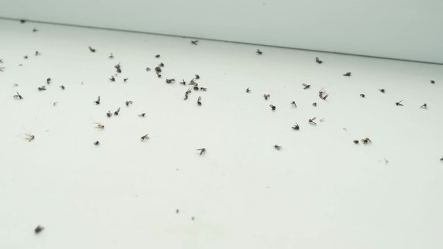 Many dead mosquitoes and insects lying on the windowsill