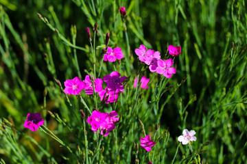 Obraz premium carnation flower in the garden, strong bokeh for background