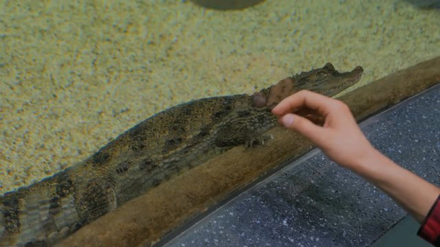 Small crocodile swimming in aquarium. Animal and nature concept