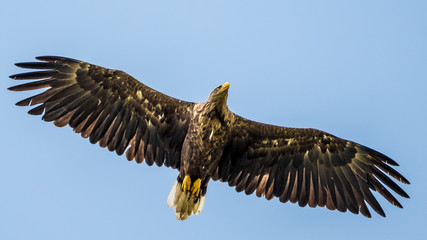 Isolated single white tail eagle soaring in the sky- Danube Delta Romania