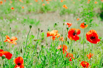 Obraz premium Flower poppy flowering on background poppies flowers
