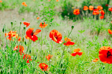 Flower poppy flowering on background poppies flowers