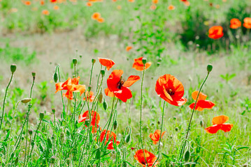Flower poppy flowering on background poppies flowers