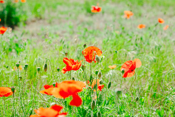 Flower poppy flowering on background poppies flowers