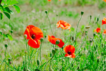 Flower poppy flowering on background poppies flowers