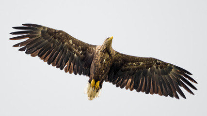 Isolated single white tail eagle soaring in the sky- Danube Delta Romania