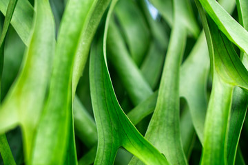 Fototapeta premium green leaves texture selective focus spring nature wallpaper background
