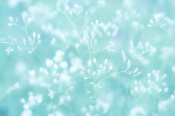 soft  focus  spring grass flower nature wallpaper background