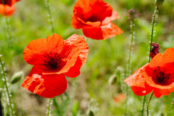 Naklejka premium Flower poppy flowering on background poppies flowers
