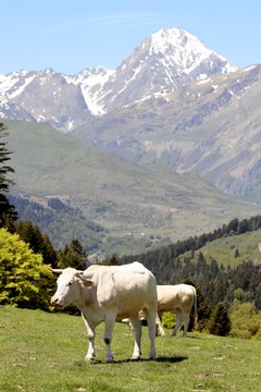 Vache des Pyrénées face au Pic du Midi
